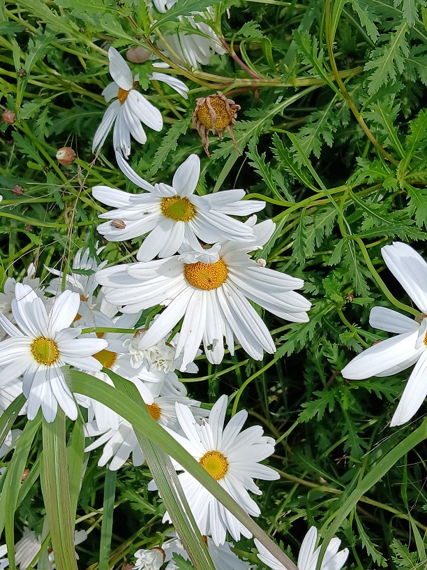 No s'ha trobat l'arxiu